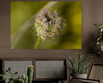 Wild Carrot (Daucus Carota) by Arthur van der Zwan