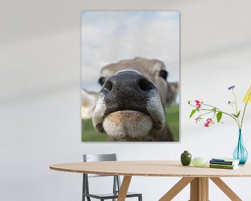snuit Brown Swiss koe van van der Sterre fotografie