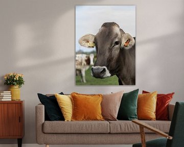 Brown Swiss koe in de wei van van der Sterre fotografie