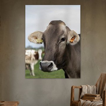 Brown Swiss koe in de wei