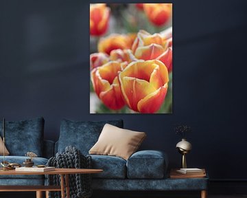 Tulips by van der Sterre fotografie