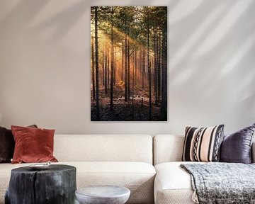 Sonnenstrahlen im Wald