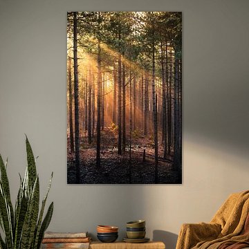 Sonnenstrahlen im Wald