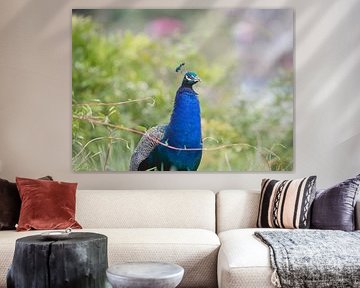The Peacock