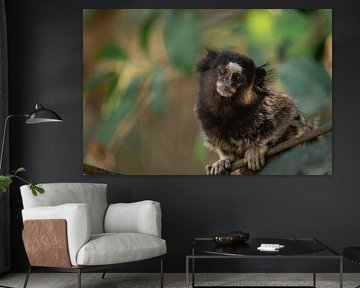 Portret van een Marmoset-aapje in São Paulo, Brazilië van Sonny Vermeer