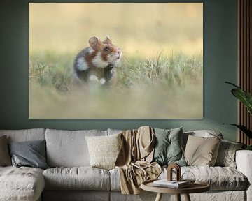 Hamster sauvage sur Jasper Kok
