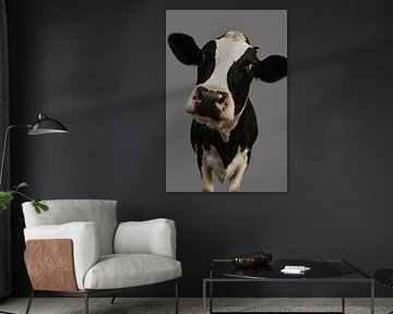 Cow nearby - charming portrait in detail