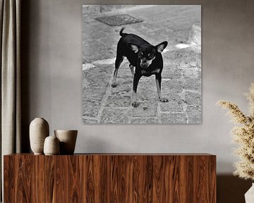 Andalusian short-haired Chihuahua (pelo corto) in Cádiz by Silva Wischeropp