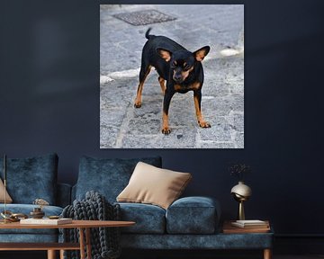 Andalusian Chihuahua in Cádiz by Silva Wischeropp