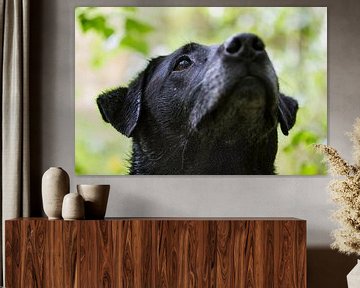 De geconcentreerde blik van deze zwarte labrador hond. Met een zacht groene natuurlijke achtergrond van noeky1980 photography