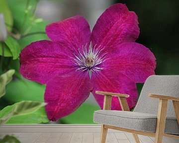 Clematis