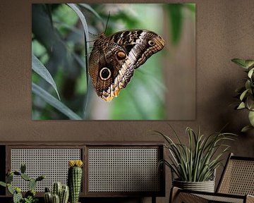 Papillon de banane
