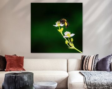 Wild bee on a frogspoon flower