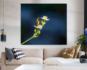 Wild bee on a frogspoon flower