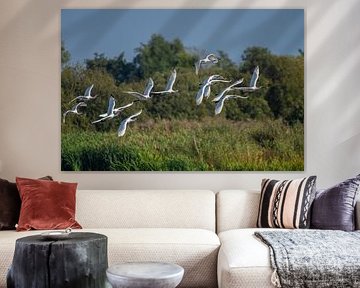 White Spoonbills in flight in a large group. by Brian Morgan