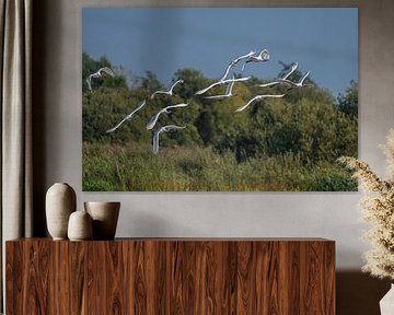 White Spoonbills in flight in a large group. by Brian Morgan