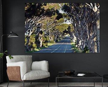 une allée d'eucalyptus