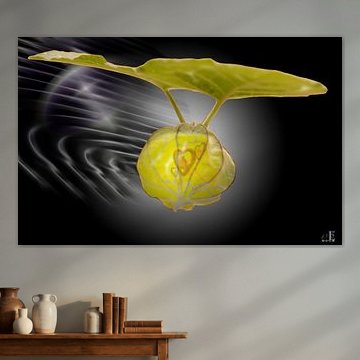 Physalis mit Herz