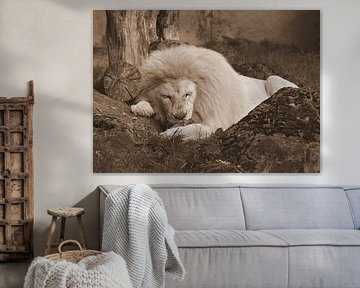 White lion in sepia. by Jose Lok