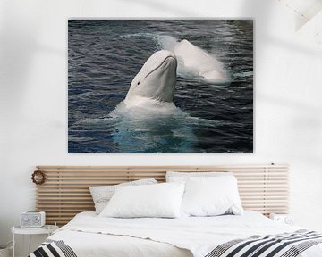 Baleine blanche sur Matthias Brix