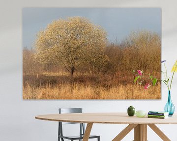 Weidenkatzen färben das Ende des Winters von Nature Laurie Fotografie