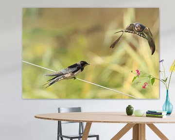 Swallows by Rinnie Wijnstra (FotoAmeland )
