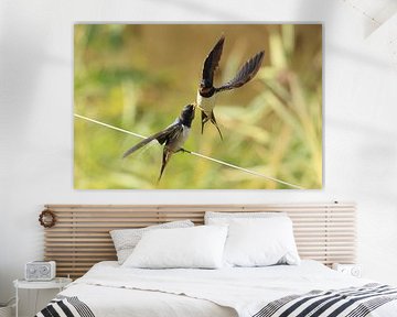 Swallows by Rinnie Wijnstra (FotoAmeland )