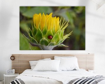 Une fleur de tournesol au champ sur Claude Laprise