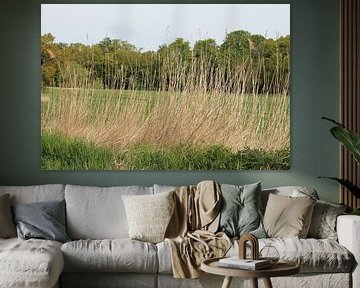 Wind in het riet - natuurstilleven