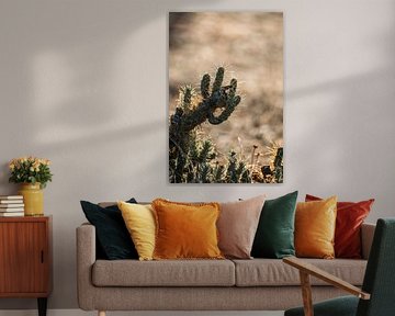 Cactus Doornlicht in Gouden Zonlicht