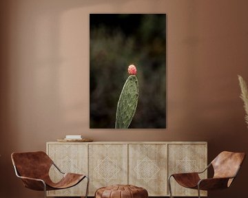 Cactus Vrucht in Focus Natuurlijke Stilte
