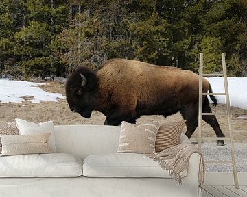 Amerikaanse prairiebizon