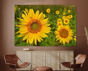 A field of sunflowers by Claude Laprise