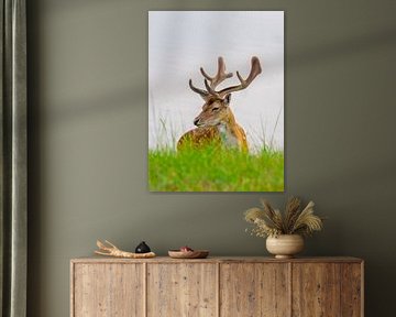 Cerf couché