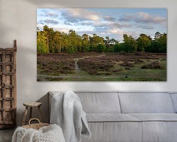 Hoorneboegseheide
