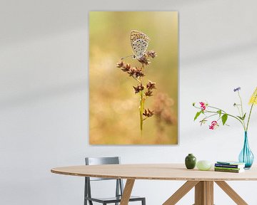 papillon dans la lumière du soir sur Lia Hulsbeek Brinkman