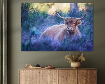Hooglander op de heide van Thijs Friederich
