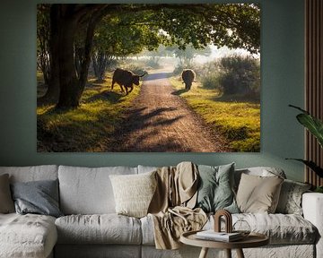 Schotse Hooglanders op de hei van Thijs Friederich
