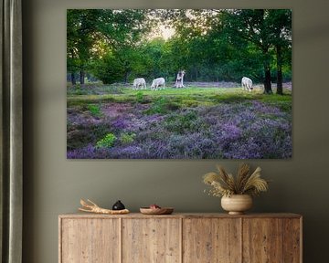 Runderen op de heide van Thijs Friederich