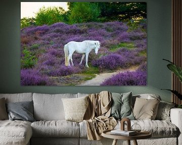 Wit paard op de Heide