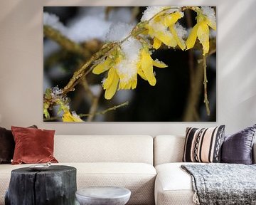 Forsythia van Matthias Brix