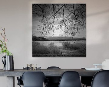 Looking forward to sakura season - Monochrome