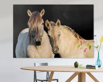 Portrait of Konik horses by Jan Jansen Natuurfotografie