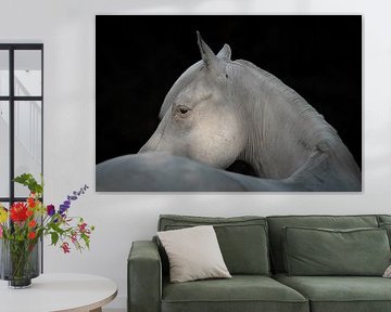 Fine Art Blackphoto of a white horse by Irene Ruysch fotografie