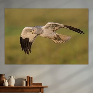 De majestueuze vlucht van de blauwe kiekendief.