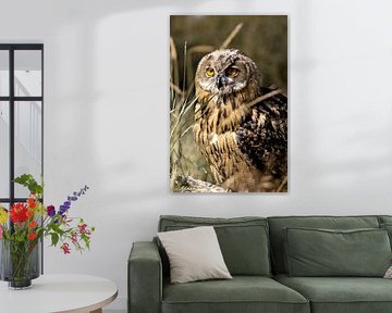 Jeune hibou grand-duc dans l'herbe sur Christa Clerx