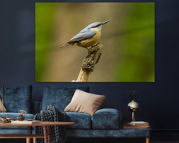 Boomklever (Sitta europaea) op tak tegen vage achtergrond van Chris Stenger