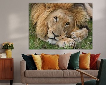 Un lion mâle paresseux regarde rêveusement devant lui.