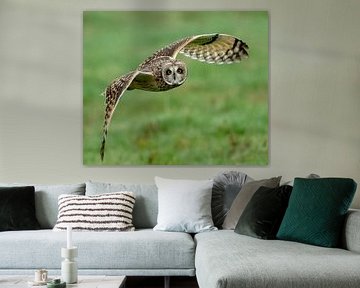 Le regard perçant du hibou des marais restera à jamais gravé dans votre mémoire.