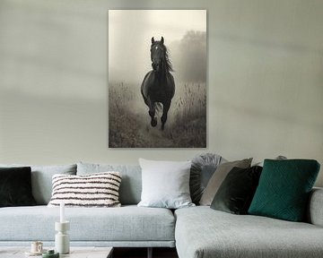 Majestueus zwart paard in de ochtendmist